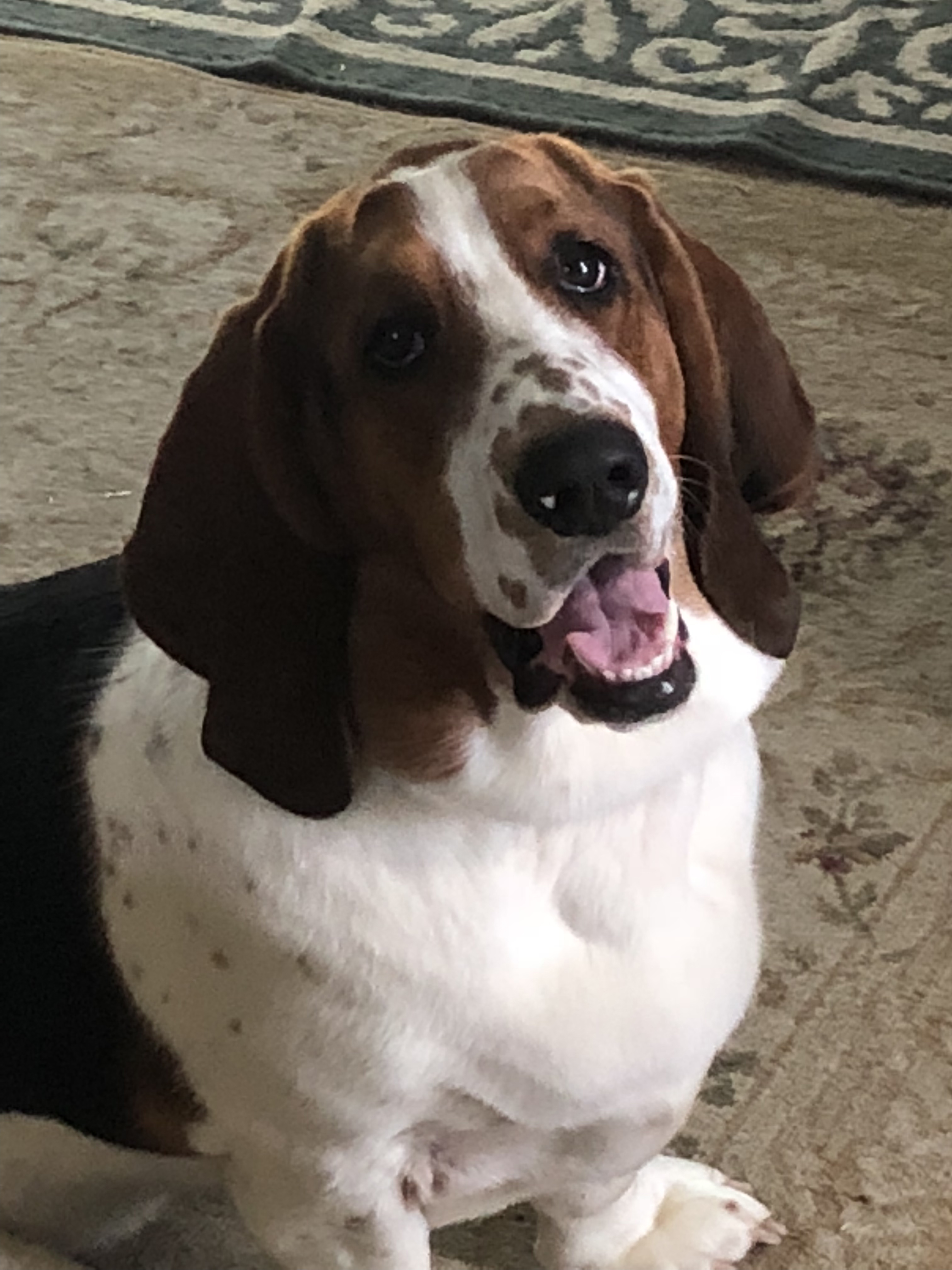 basset hound picture