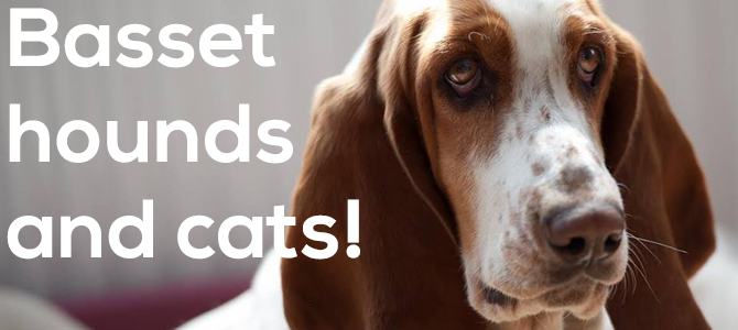 are basset hounds good pets