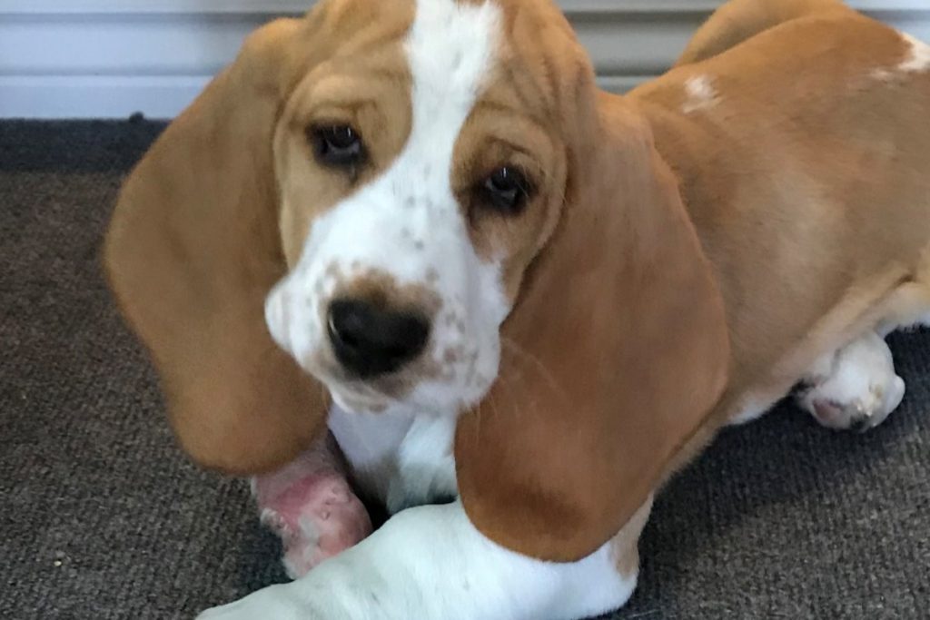 Help save leg! - Basset World