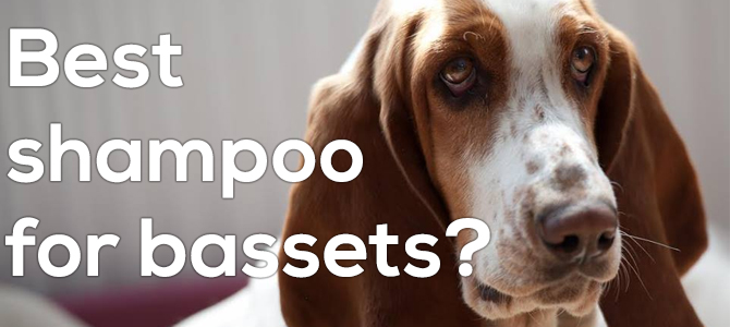 Best dog best sale shampoo for beagles